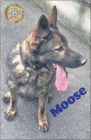  ?? SUBMITTED PHOTO ?? Moose is a newK-9member at the Chester County Sheriff’s Office.