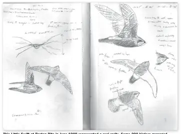  ??  ?? This Little Swift at Barton Pits in June 1998 represente­d a real rarity. Some 200 birders managed to connect with the bird before it flew off west.