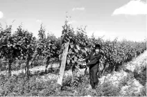  ?? REUTERS ?? A rabbi looks at grapes in a vineyard in the village of Mád, Hungary