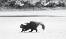  ?? BARRY GRAY THE HAMILTON SPECTATOR FILE PHOTO ?? Niagara Regional Public Health is asking the public to get their pets vaccinated against rabies after two rabid skunks turned up last month.