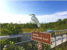  ??  ?? A Great Egret stands on top of the Bobcat Boardwalk Trail in Shark Valley. Everglades National Park has multiple visitor centers, including the Shark Valley Visitor Center.