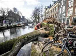  ?? REMKO DE WAAL / AFP ?? A municipal worker inspects an uprooted tree on Reguliersg­racht in Amsterdam on Feb 19, after storm Eunice hit Northern Europe. At least 16 people were killed by falling trees and flying debris caused by fierce winds in Britain, Ireland, the Netherland­s, Belgium, Germany and Poland, emergency services said.