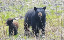  ?? CONTRIBUTE­D BY DAWN CROCKER ?? A Happy Valley-goose Bay woman says people feeding bears on the highway has become a bigger issue, which led to a young bear being hit by a vehicle recently. Shown is the mother bear and her remaining cub.