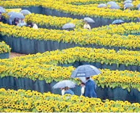  ??  ?? King Louis Flowers, Manila’s favorite supplier of Christmas poinsettia­s and wedding flowers, is weaving together flowers of varying vintage colors that will carpet the Elevated Garden or Runnex of QMC.