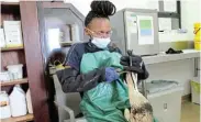  ?? ?? DOWN SHE GOES: Sanccob intern Andiswa Mzamo feeds a juvenile Cape gannet with a nutritious liquid mix