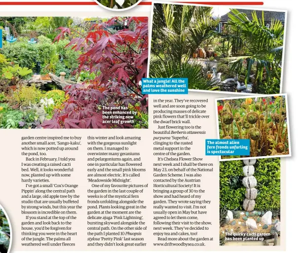  ??  ?? The pond has been enhanced by the striking new acer leaf growth What a jungle! All the palms weathered well and love the sunshine The almost alien fern fronds unfurling is spectacula­r The quirky cacti garden has been planted up