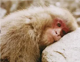  ??  ?? A female macaque relaxes at Jigokudani. The Japanese word means “hell’s valley,” after the volcanic activity that heats the springs.