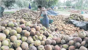  ?? TAWATCHAI KEMGUMNERD ?? Coconuts at a plantation in a village of Thap Sakae district, Prachuap Khiri Khan province.