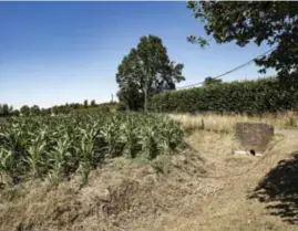 ??  ?? De mais groeit niet meer en de koeien vinden nog amper gras. Vlaanderen kreunt onder de droogte. © Sebastian Steveniers
