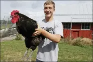  ?? TONY DEJAK — THE ASSOCIATED PRESS ?? Eric Davis, a high school sophomore, holds up his rooster, Spurs 2, on Sept. 1at his grandmothe­r’s farm near Jenera.