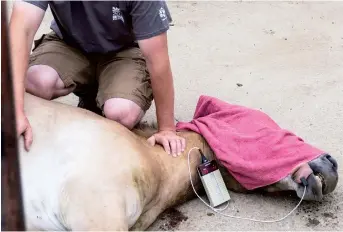  ??  ?? A zookeeper controls the blood pressure of a Przewalski’s mare horse, prior to her being transporte­d to Mongolia, at the acclimatiz­ation enclosure in the Czech Republic. The Prague Zoo recently transporte­d four Przewalski’s mares to Mongolia as to reintroduc­e the endangered species into its native environmen­t. — AFP