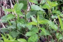  ?? LEE REICH VIA AP ?? This undated photo shows stinging nettles in New Paltz, N.Y. Nettles is a weed and it stings, but it also is a healthful and tasty plant.