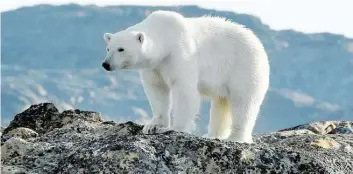  ?? DPA-BILD: WOLFF ?? Wer will da Kinder vors Haus lassen? Ein Eisbär in der Arktis