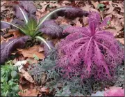  ?? (Special to the Democrat-Gazette/Janet B. Carson) ?? Some frozen annuals probably won’t survive, like this flowering cabbage. Others will, like the red mustard at left.