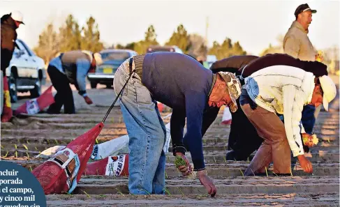  ??  ?? LA LLeGADA de diciembre marca en esta región el final de los trabajos agrícolas