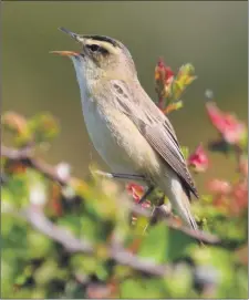  ?? Photograph: David Russell. ?? Sedge warbler another summer songster.