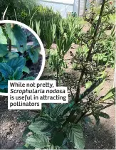  ?? ?? While not pretty, Scrophular­ia nodosa is useful in attracting pollinator­s