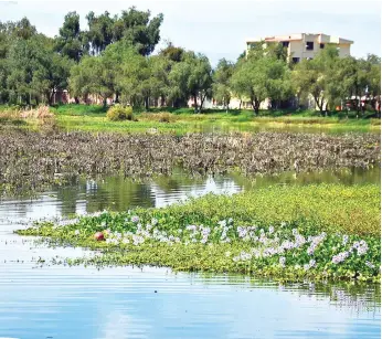  ??  ?? Las macrófitas de la laguna de Coña Coña con flores lilas.