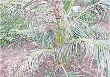  ??  ?? UNDER ATTACK: A coconut rhinoceros beetle infestatio­n killed hundreds of thousands of coconut trees some years ago.