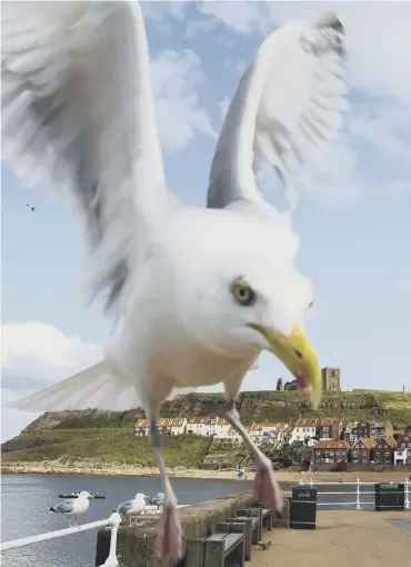  ??  ?? 0 Simply staring at seagulls may make them less likely to snatch your food