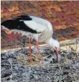  ?? Foto:Heinrich Nieder ?? Grund zur Freude hat Babenhause­n beim Anblick der Kleinen.