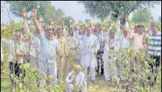  ?? HT PHOTO ?? Farmers showing their damaged cotton crop in Charkhi Dadri district on Monday.