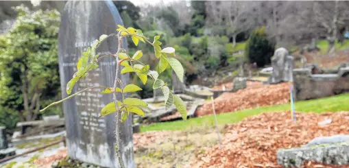  ?? PHOTO: STEPHEN JAQUIERY ?? A new leaf . . . Heritage roses have been replanted at Dunedin’s Northern Cemetery to replace those poisoned in 2016.