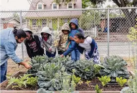  ?? Josie Norris/staff photograph­er ?? Students gather around plants after spotting leaf-eating caterpilla­rs in the garden at Essence Preparator­y Public School on the East Side last week.