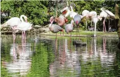  ??  ?? Da könnte man fast neidisch werden auf die langen Beine. Bald können die Besucher des Zoos die Flamingos noch näher betrachten, da sie durch eine neue Brücke näher ans Gehege herankomme­n.