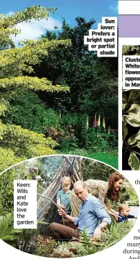  ??  ?? Keen: Wills and Kate love the garden
Sun lover: Prefers a bright spot or partial shade