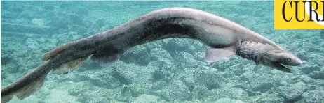  ?? AWASHIMA MARINE PARK / GETTY IMAGES ?? The frill shark, which has been in existence for 80 million years, is one of the rarest and most ancient creatures on Earth.