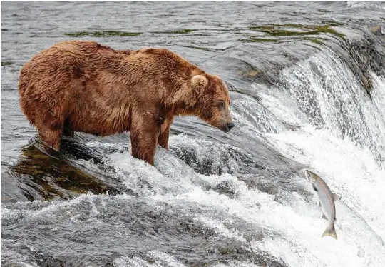  ??  ?? A bear waits for salmon to land within easy reach as they leap the falls on the Brooks River in Alaska. Whether your next trip takes you to the woods or the beach, there are ways to handle the wild animals you may find there.