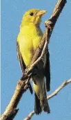  ?? JUDITH GUSTAFSSON ?? The Scarlet Tanager is a regular fall migrant through our region. The female is greenish-yellow with dull olive wings and a large olive-grey bill.