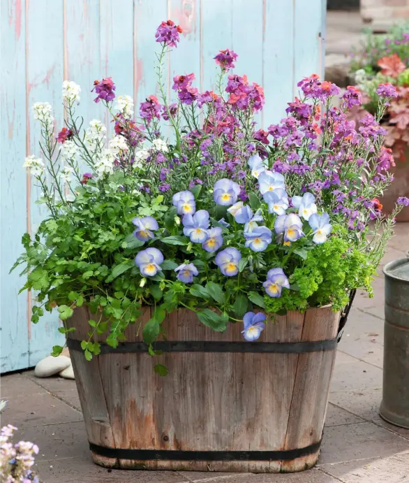  ??  ?? A large container on a patio with erysimum ‘Gold Lacquer’, viola ‘Blue Moon’ and herbs for spring fragrance.