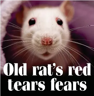 Old rat’s red tears fears - PressReader