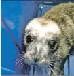  ?? Photograph: Mull Aquarium. ?? Percy the rescued seal pup.