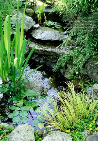  ??  ?? A variety of leaf shapes and textures brings a lush, verdant feel to this small pond