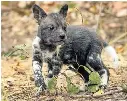  ??  ?? Young puppies are often killed by other predators such as lions or hyenas.