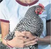  ??  ?? Julep is in Rebecca's lap. Pataki says Julep is the gentlest chicken of them all. She’s known as the “black-and-white beauty.”