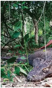  ??  ?? BIAWAK komodo bersaiz gergasi.