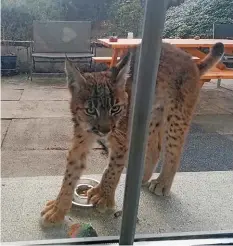  ?? FACEBOOK ?? Der Luchs traute sich sogar bis an die Terrassent­ür.