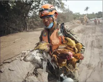  ?? The Associated Press ?? A rescue worker carries a flock of farm birds rescued from homes destroyed by the Volcano of Fire eruption in Guatemala on Wednesday. Authoritie­s have said the window is closing on the chances of finding anyone else alive in the devastatio­n.