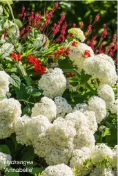  ??  ?? Hydrangea ‘Annabelle’