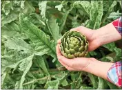  ?? GETTY IMAGES ?? Artichokes should be trimmed back to a few inches above ground level once a year to promote productivi­ty.