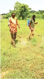  ??  ?? Farmers spray pesticide on their farm in Benue State