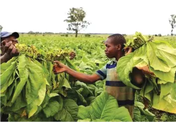  ??  ?? Farm workers harvest tobacco at a farm (File Pics)