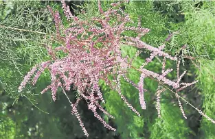  ?? ?? Seaside situations: Tamarisk