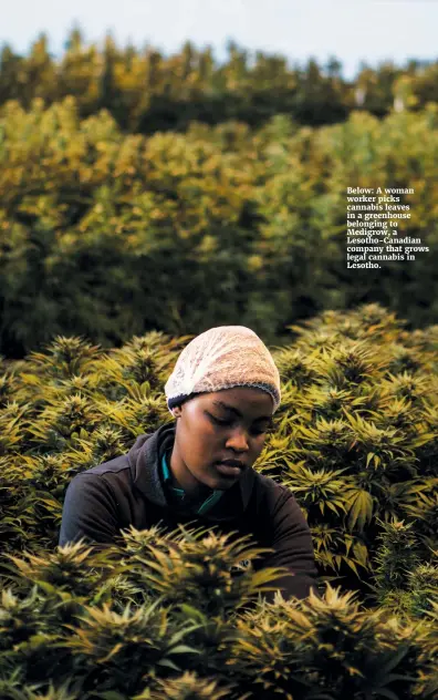  ??  ?? Below: A woman worker picks cannabis leaves in a greenhouse belonging to Medigrow, a Lesotho-Canadian company that grows legal cannabis in Lesotho.