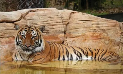  ?? Photograph: Naples Zoo/Reuters ?? Eko, the eight-year-old tiger who was killed after biting the arm of a man who entered an unauthoriz­ed area of the enclosure.