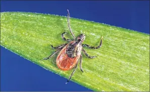  ?? CDC VIA AP ?? In this undated photo provided by the U.S. Centers for Disease Control and Prevention (CDC), a blacklegge­d tick — also known as a deer tick. Diagnosing if a tick bite caused Lyme or something else can be difficult but scientists are developing a new...